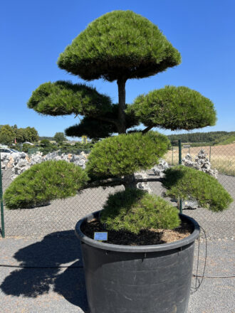 2396-Borovice-cerna-prava-Pinus-nigra-nigra-330x440